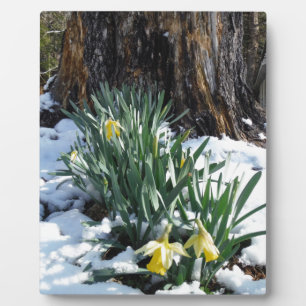 Plaque Photo Les jonquilles jaunes dans la neige