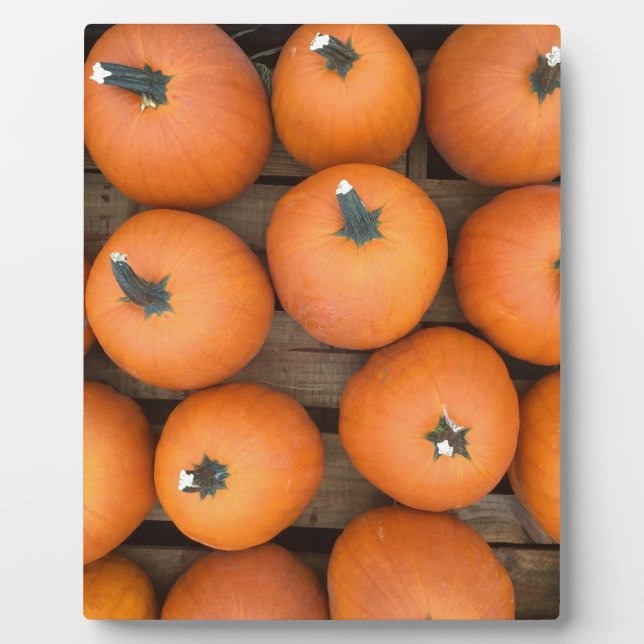 Plaque Photo Lignes citrouilles (Devant)