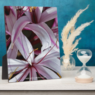 Plaque Photo Liliums