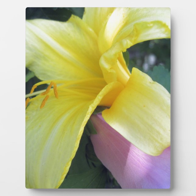 Plaque Photo Lily jaune (Devant)
