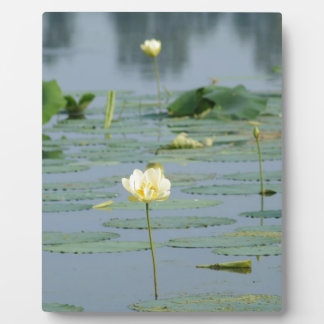 Plaque Photo Lily Pad