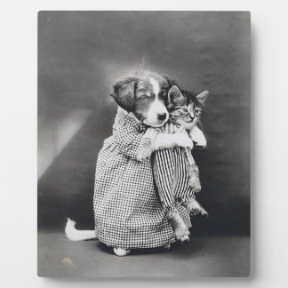 Plaque Photo L'Infirmière Chaton Chaton Harry Whittier Libère 1