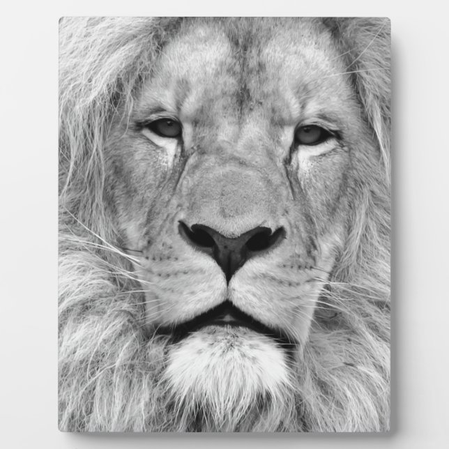 Plaque Photo Lion noir et blanc (Devant)