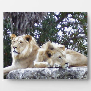 Plaque Photo Lions se reposant ensemble sur un rocher ensoleill