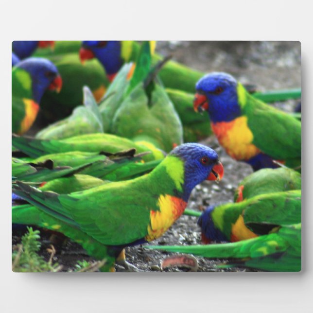 Plaque Photo Lorikees arc-en-ciel australiens (Devant)