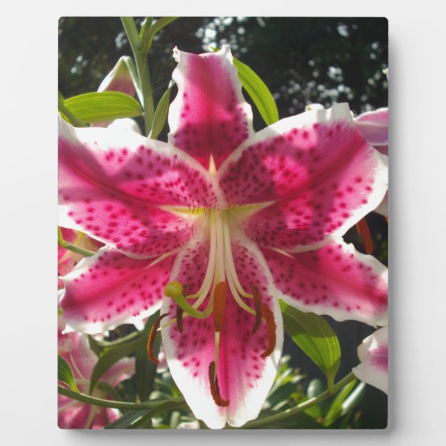 Plaque Photo Lys roses fleurs tropicales roses rose (Devant)