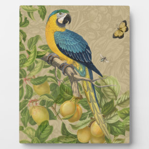 Plaque Photo Macaw Blue Jaune Tropical Jungle Antique