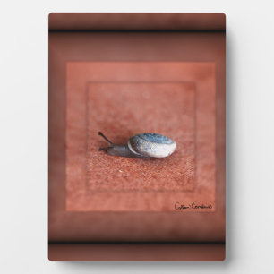 Plaque Photo Macro Photographie de Snail sur Terracotta
