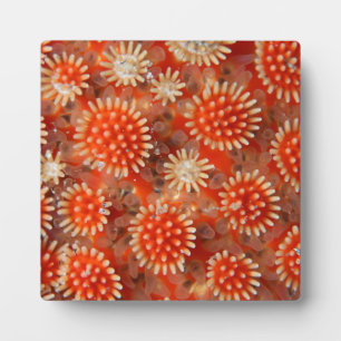 Plaque Photo Macro Sea Star
