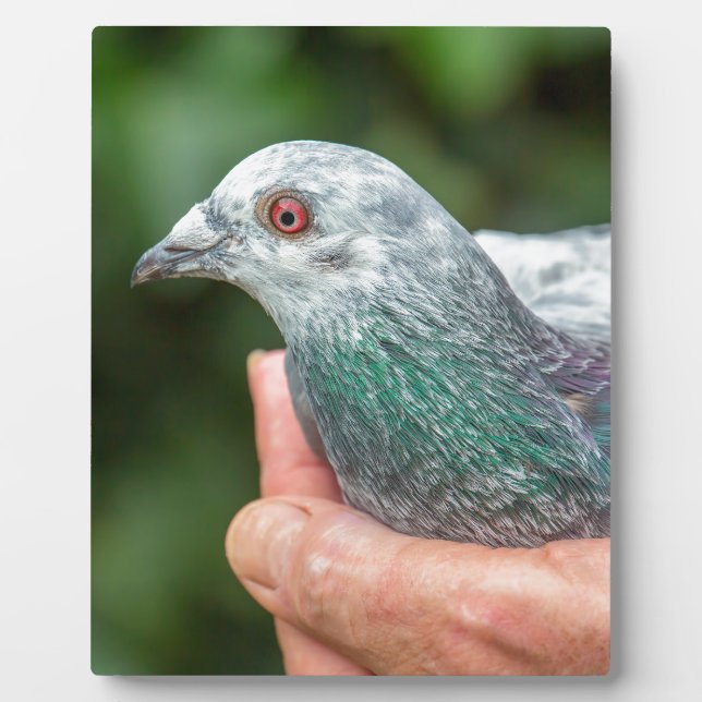 Plaque Photo Main tenant pigeon de course dehors.JPG (Devant)