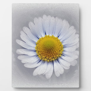 Plaque Photo marguerite blanche brillante