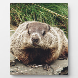Plaque Photo Marmotte
