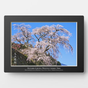 Plaque Photo Matabei-Zakura : Cerisier pleureur