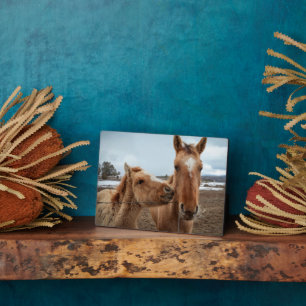 Plaque Photo Mère Cheval et poulain