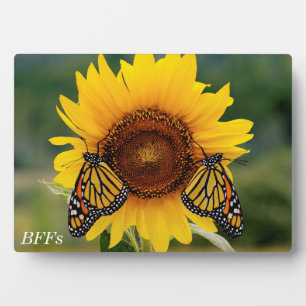 Plaque Photo Monarque Butterfies sur Tournesol