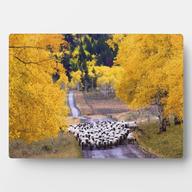 Plaque Photo Mouton sur Country Road (Devant)