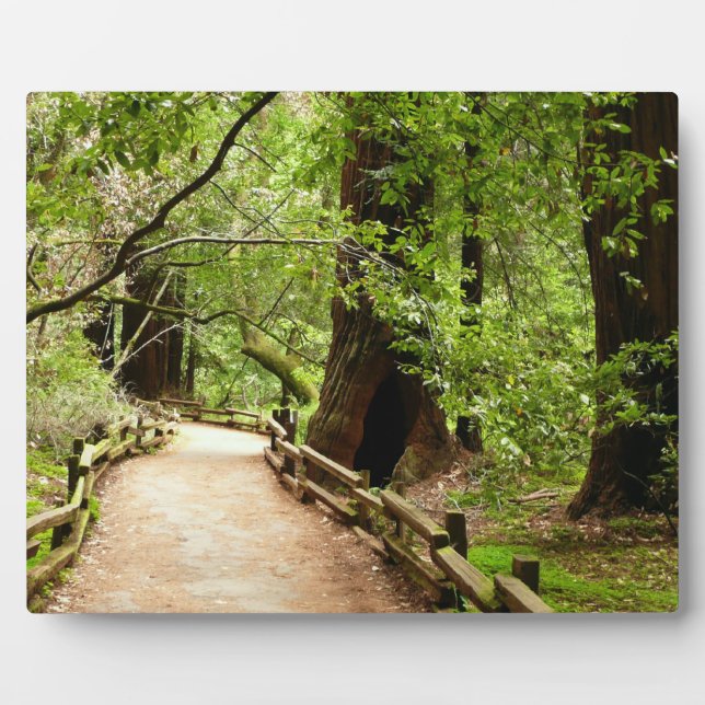 Plaque Photo Muir Woods Path II Nature Photography (Devant)