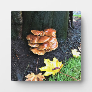 Plaque Photo Mushrooms on a tree, Oregon
