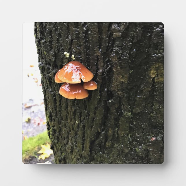 Plaque Photo Mushrooms on a tree, Oregon (Devant)