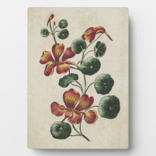 Plaque Photo Nasturtium végétal vintage