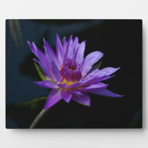 Plaque Photo Nénuphar Lotus