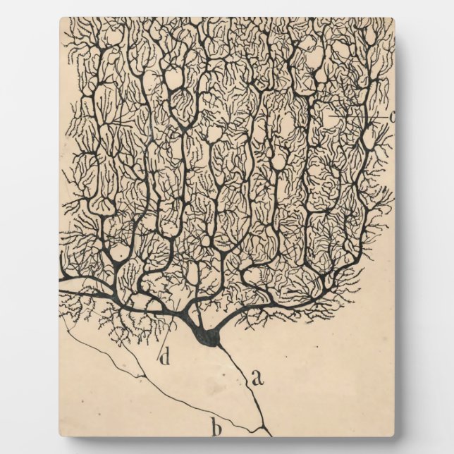 Plaque Photo Neuron Drawing By Santiago Ramón Y Cajal (Devant)