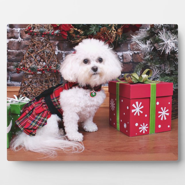 Plaque Photo Noël - Bichon Frise - Mia (Devant)