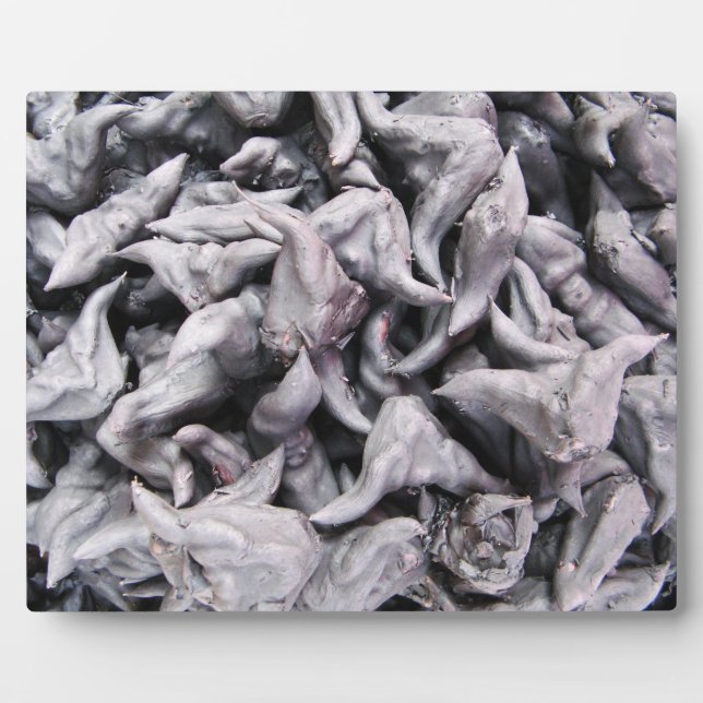Plaque Photo Noix de buffle - Water Caltrop (Devant)