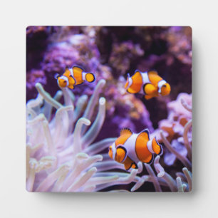 Plaque Photo Ocellaris clownfish Amphiprion ocellaris