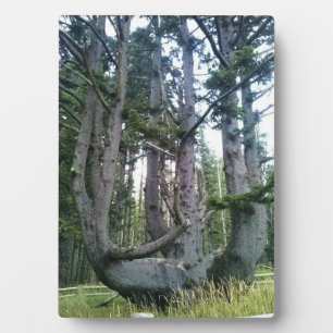 Plaque Photo Octopus Tree, Cape Meares, Oregon