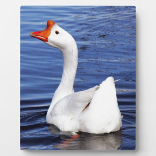Plaque Photo oie blanche nageant dans l'eau bleue