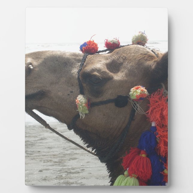 Plaque Photo Oman Mascate Photo Art (Devant)