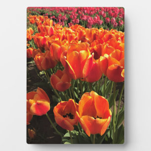 Plaque Photo Orange & Red Tulips