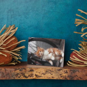 Plaque Photo Orange Tabby Kitten