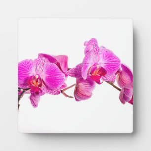 Plaque Photo Orchidée