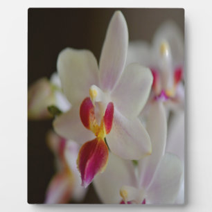 Plaque Photo Orchidée de Phalaenopsis
