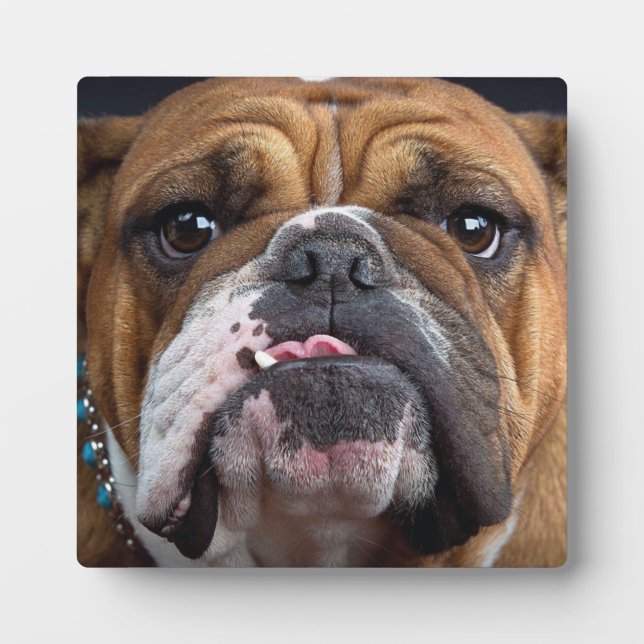 Plaque Photo Oreillers à lancer de Bulldog anglais (Devant)