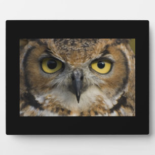 Plaque Photo Owl Eyes