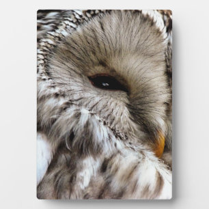 PLAQUE PHOTO OWLS