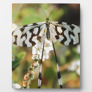 Plaque Photo Paix de wedding shower de fleurs de fleurs de