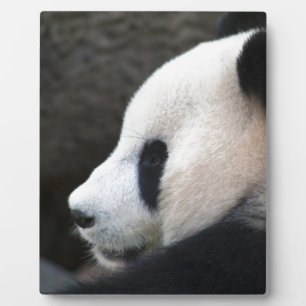 Plaque Photo Panda Bear Hugs