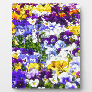 Plaque Photo Pansies