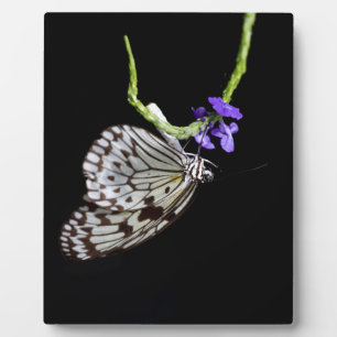 Plaque Photo Papillon