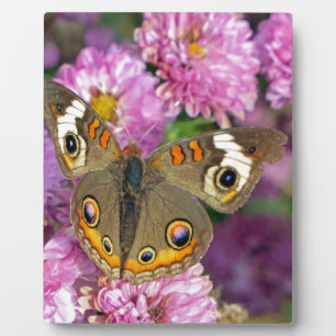 Plaque Photo Papillon commun