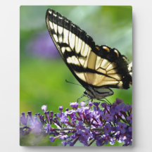 Papillon jaune et noir sur lavande