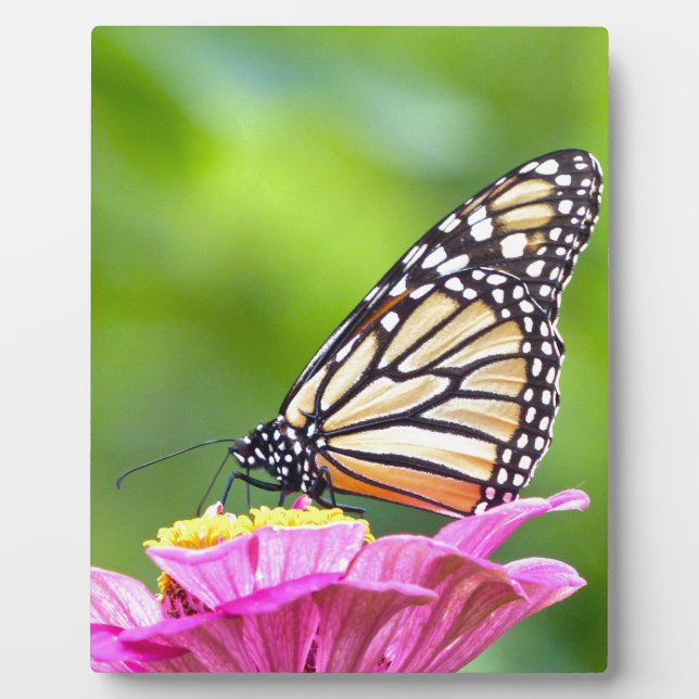 Plaque Photo Papillon monarque (Devant)