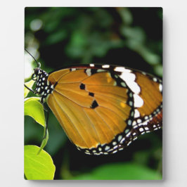 Plaque Photo Papillon orange, noir et blanc sur feuille