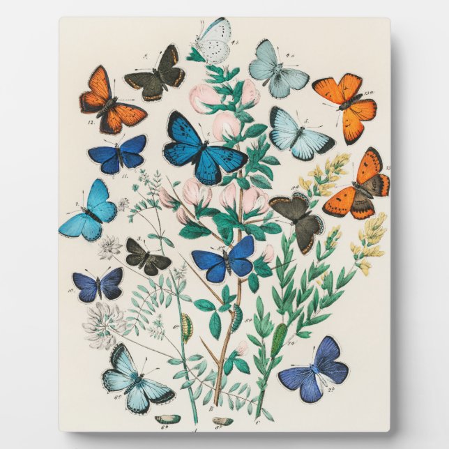 Plaque Photo Papillons européens, illustration (Devant)