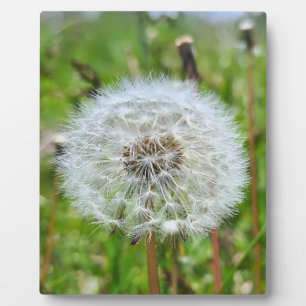 Plaque Photo Parfaite dent-de-lion – Photographie botanique mac