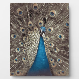 Plaque Photo Peacock bleu antique